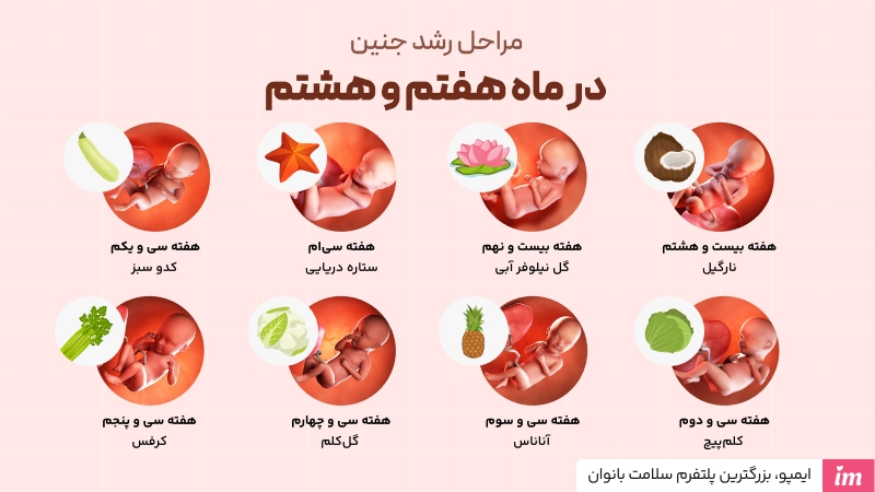 عکس مراحل رشد جنین در ماه هفتم و هشتم