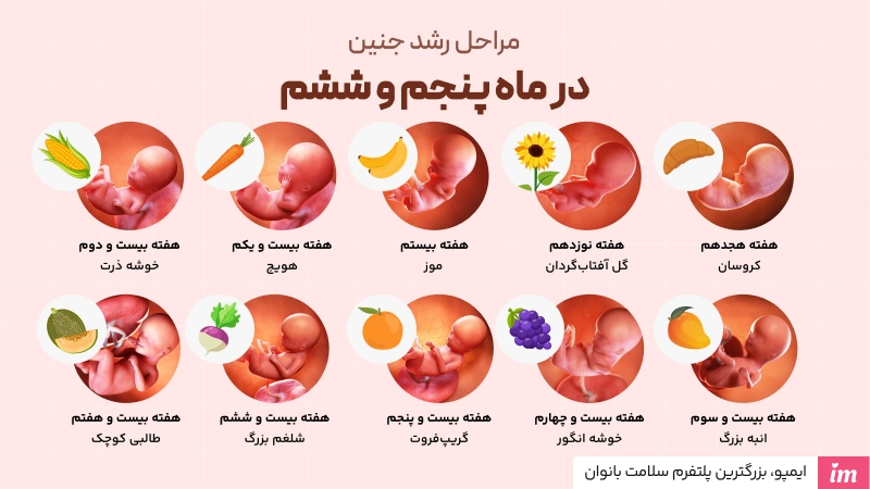 عکس مراحل رشد جنین در ماه پنجم و ششم