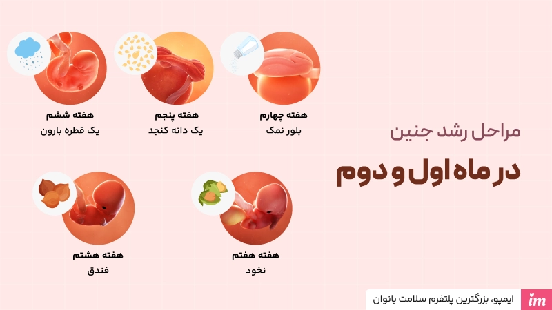 مراحل رشد جنین در ماه اول و دوم