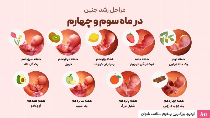 عکس مراحل رشد جنین در ماه سوم و چهارم