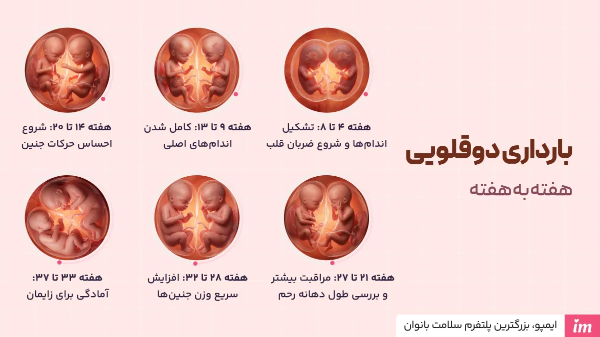 بارداری دوقلویی هفته به هفته